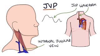 Understanding Jugular Venous Pressure JVP [upl. by Ednyl]