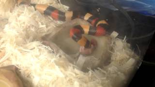 Milk Snake Eating A 2 Mouse Meal [upl. by Itsrik]