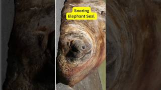 Elephant Seal Snoring shorts seal animals snoring [upl. by Laynad]