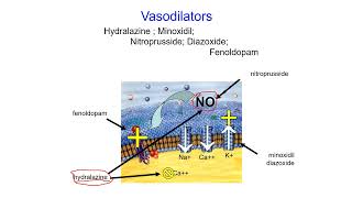 Pharmacology Online  Vasodilator [upl. by Chancelor]