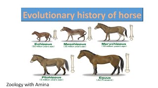 Evolutionary history of horse  ZoologywithAmina [upl. by Knowland]