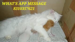 persian cat kitten price in india  persian cat price in india  persian cat [upl. by Suhsoj120]