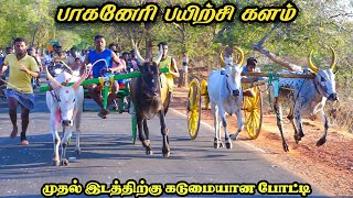 5நடுமாடு பாகனேரி பந்தயம் 07042024 [upl. by Ottilie]