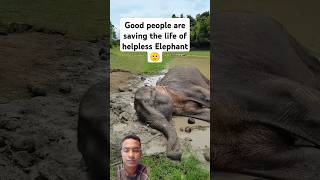 Good people are saving the life of the helpless Elephant 🫡 elephantanimals animallovervideos [upl. by Longerich142]