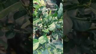 Kaffir Lime Tree shortsfeed shorts [upl. by Hallette247]