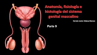 Sistema Genital masculino Parte 9 2024 [upl. by Jecoa]