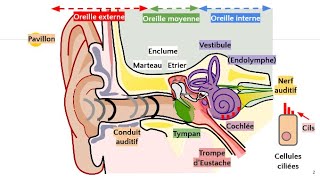 Anatomie de loreille 👂 [upl. by Ydaj]