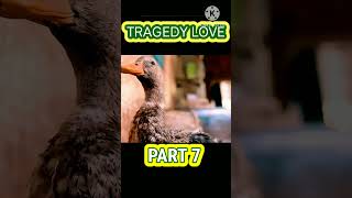 Tragedy love PART 7 Movie Explained Hindi  shorts kdrama movies [upl. by Yttak734]