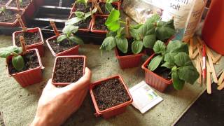 How and When to Seed Start Cucumbers Indoors Warm Weather  The Rusted Garden 2014 [upl. by Harwin]