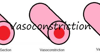 How to Pronounce Vasoconstriction [upl. by Gilda]