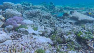 Maldives House Reef Snorkeling  Vilamendhoo Water Bungalow [upl. by Ciprian]