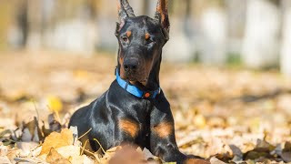 Managing Excessive Barking in Doberman Pinschers [upl. by Jewett]