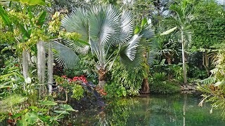 Tropical Garden Ideas [upl. by Lucas]