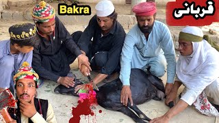 Qurbani Bakra  New Funny Video 2024 By Tuti Gull Official [upl. by Eicyal]