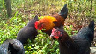 Black Copper Marans Roosters [upl. by Yevoc]