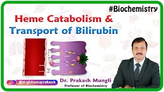 Heme Catabolism And Transport Of Bilirubin  Medical Biochemistry by Dr Prakash Mungli [upl. by Ecidna857]