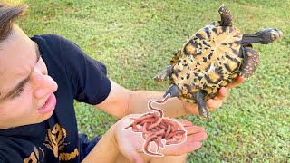 DEADLY PARASITES FOUND INSIDE MY TORTOISES  WHAT NOW [upl. by Ilesara431]