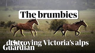 Trampling Victorias Alps how brumbies are destroying the native habitat [upl. by Omoj]