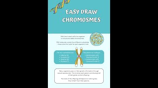 Easy to draw chromosomes and Nucleosomeless than 2 min [upl. by Aryek459]