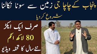 Narc G1 Garlic Farming in PakistanG1 Garlic Business in PakistanAsad Abbas chishti [upl. by Anirazc]