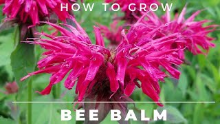 Bee Balm  Monarda Didyma  Complete Grow and Care Guide [upl. by Anair528]