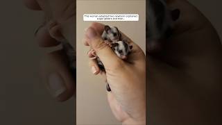 This woman adopted two newborn orphaned sugar gliders and then animalshorts shortvideo [upl. by Elesig]