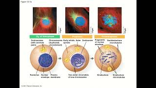 General Biology College  Chapter 12  The Cell Cycle [upl. by Alaehcim480]