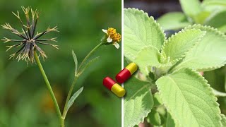 20 Plantas Medicinales Y Milagrosas Que Deberías Tener En Tu Hogar [upl. by Nomyad]