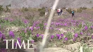 Theres A OnceaDecade Super Bloom In The California Desert – For The 2nd Time In 2 Years  TIME [upl. by Erme980]