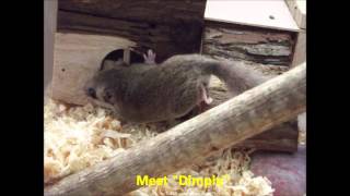 CritterboxTV  Webcam Episode 1  Micro Squirrels Facts amp Behaviour [upl. by Skrap190]