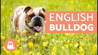 ENGLISH BULLDOG  Traits and TRAINING [upl. by Anaugal]