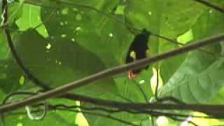 Red Cap Manakin Moonwalk [upl. by Audy348]