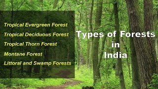 Types of Forests in India  Evergreen Deciduous Thorny Montane Littoral Swamp [upl. by Anreval]