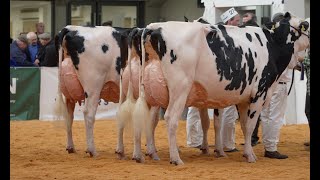 Holstein Grand Champion  UK Dairy Expo 2022 [upl. by Roose]