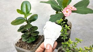 Calcium for plants  Remove fungus from plants [upl. by Little]