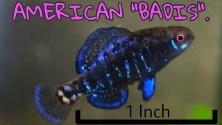 Unboxing The Cutest Native Nano Fish Floridas Elassoma gilberti AKA Gulf Coast Pygmy Sunfish [upl. by Nwahsear]