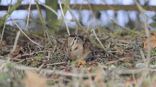 Woodcock Scolopax rusticola feeding in hedgerow Norfolk UK [upl. by Dloreg405]