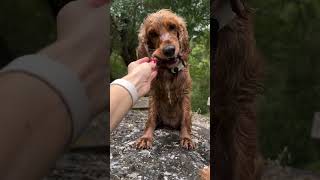 Cocker spaniel enjoys being in nature so much [upl. by Dreyer]