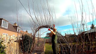 Willow Update And Pruning 2022 With Time Lapse [upl. by Atoiyanap]