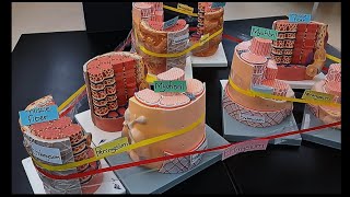 Epimysium Perimysium and Endomysium of the Skeletal Muscle [upl. by Bumgardner]