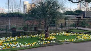 Butia Capitata Pindo Palm Growing in London [upl. by Aem]