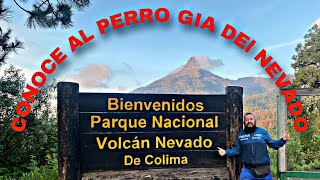 CONOCE al PERRO gia del NEVADO de COLIMA [upl. by Richers]