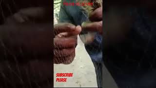 fish fishing fishingvideo fishinglife মাছ মাছশিকার মাছধরা মাছেরভিডিও [upl. by Auhs346]