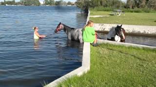 horses first time playing in waterMOV [upl. by Bathesda661]