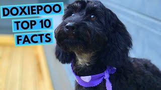 Doxiepoo  TOP 10 Interesting Facts [upl. by Iphlgenia]