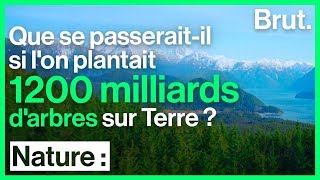 Reforestation massive  la solution pour limiter le réchauffement climatique [upl. by Hutton]