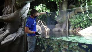 Field Trip Friday Archerfish Feeding [upl. by Brahear138]