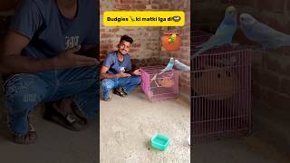 Budgies 🦜ki matki lga di🪺 petlover pigeon minivlog budgieslovers kabutar budgiesfam birds [upl. by Ayoted]