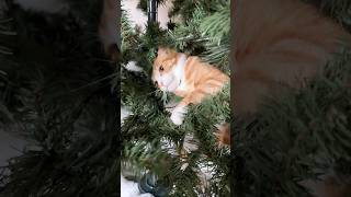 Colby doesn’t want me to fluff the Christmas tree 🤣 orangecat cats funny funnyshorts [upl. by Terrill]