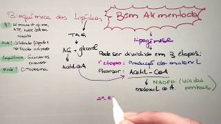 Membrana Plasmática Fosfolipídios Colesterol e Proteínas Citologia  Bio Aulas [upl. by Renard292]